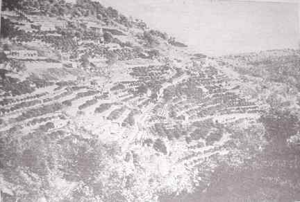 A terraced orchard in south France