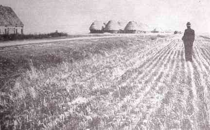 A Dutch farm on land recovered from the North Sea