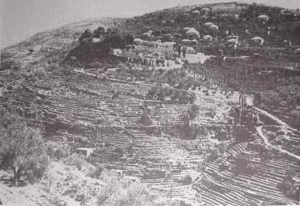 Terraced hills in Lebanon