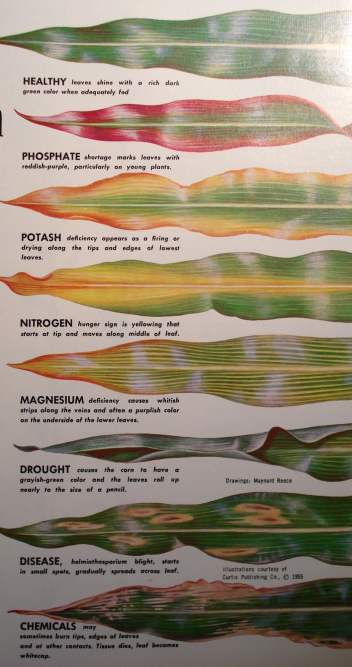 Picture of crop deficiencies, Source: The Fertilizer Institute