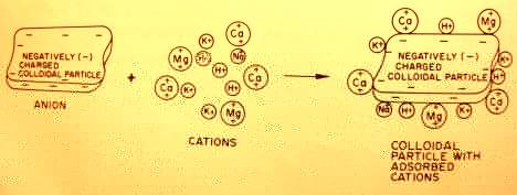 Soil colloids and cation exchange capacity CEC