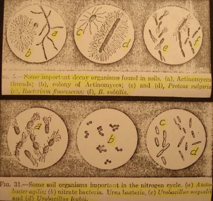 Soil Microbes